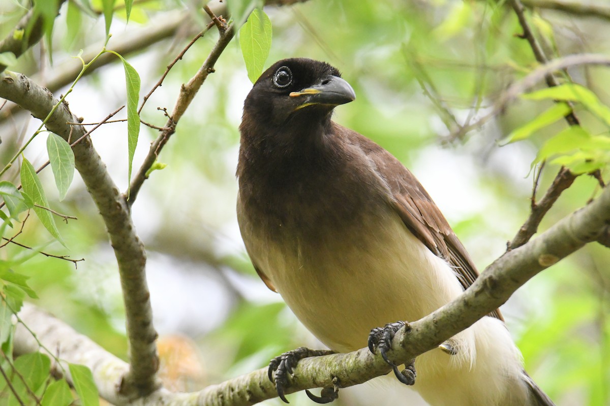 Brown Jay - ML637161695