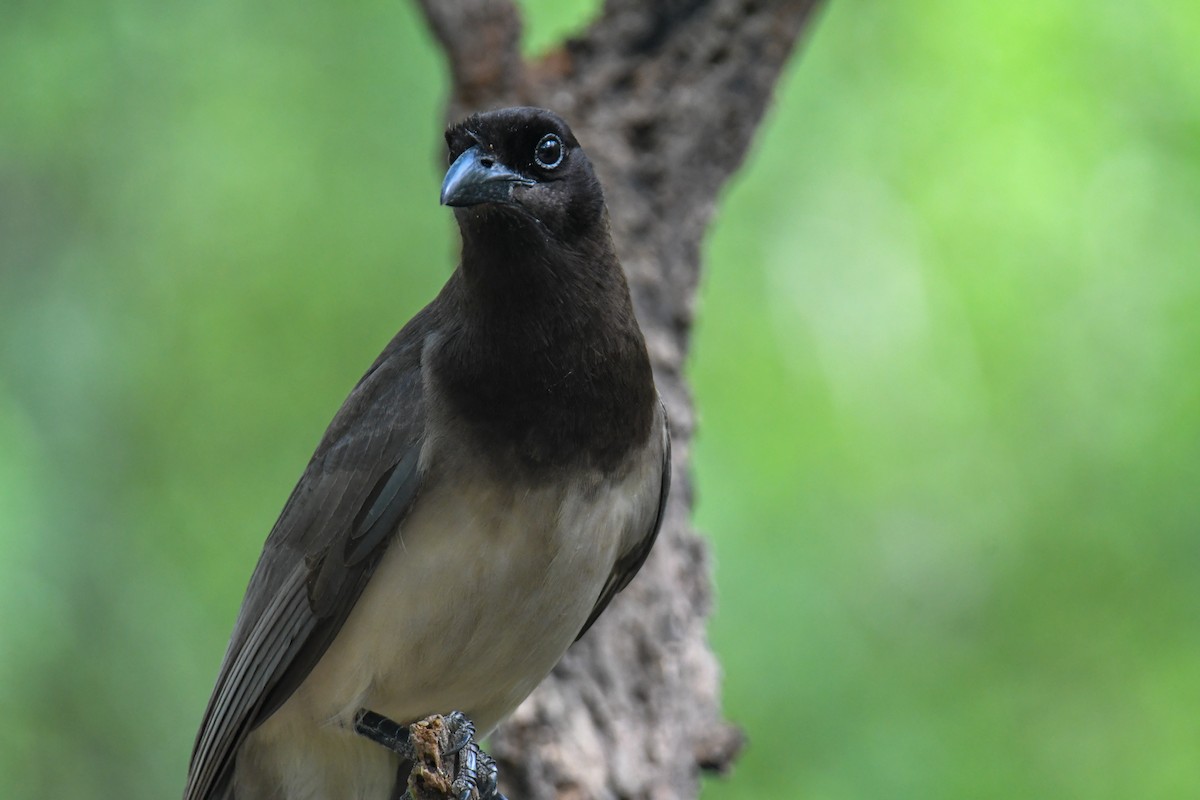 Brown Jay - ML637161696