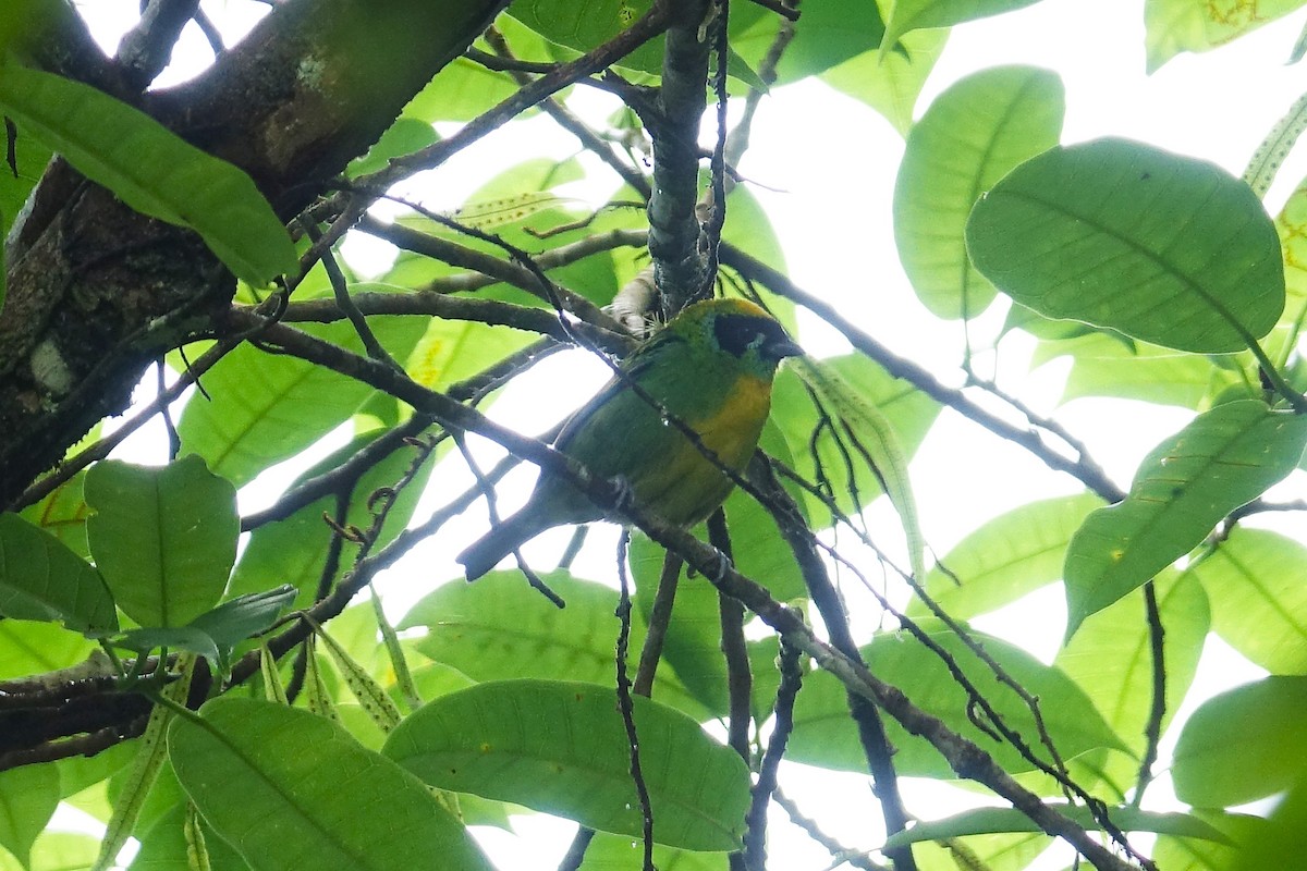 Green-and-gold Tanager - ML637161736