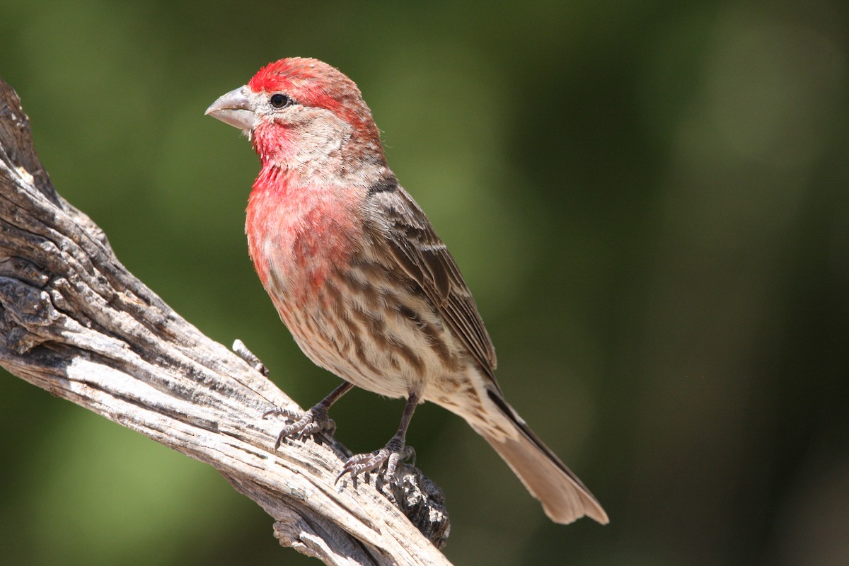 House Finch - ML637161756