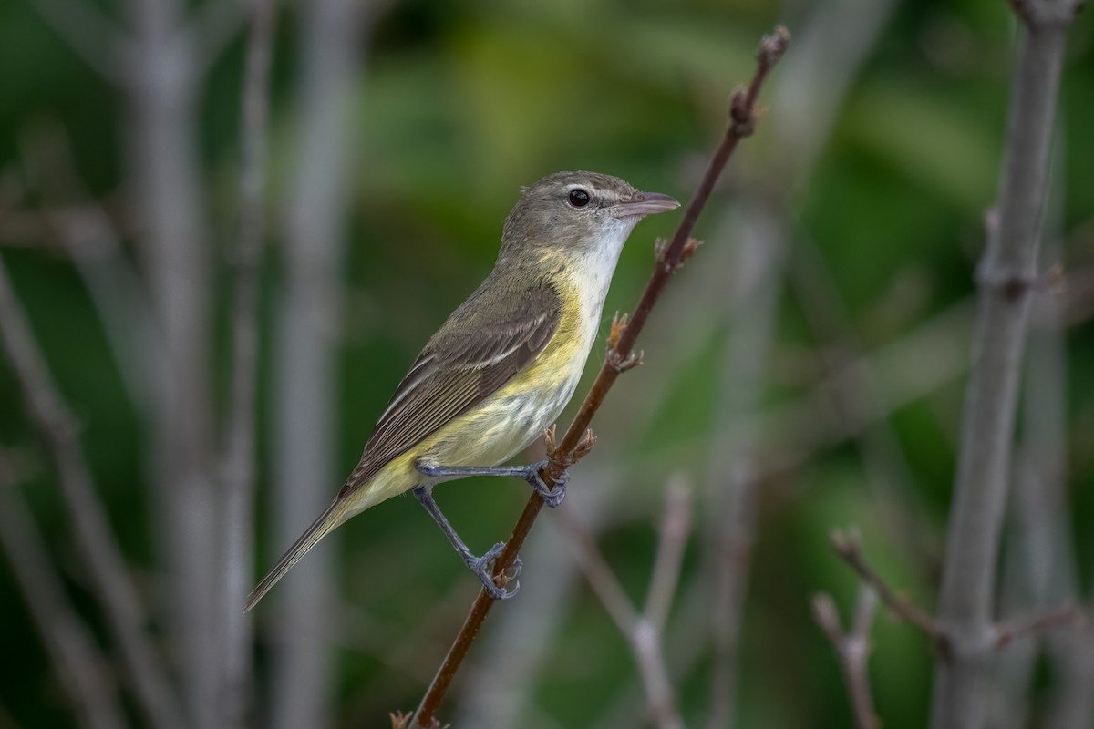 Bell's Vireo - ML637161769