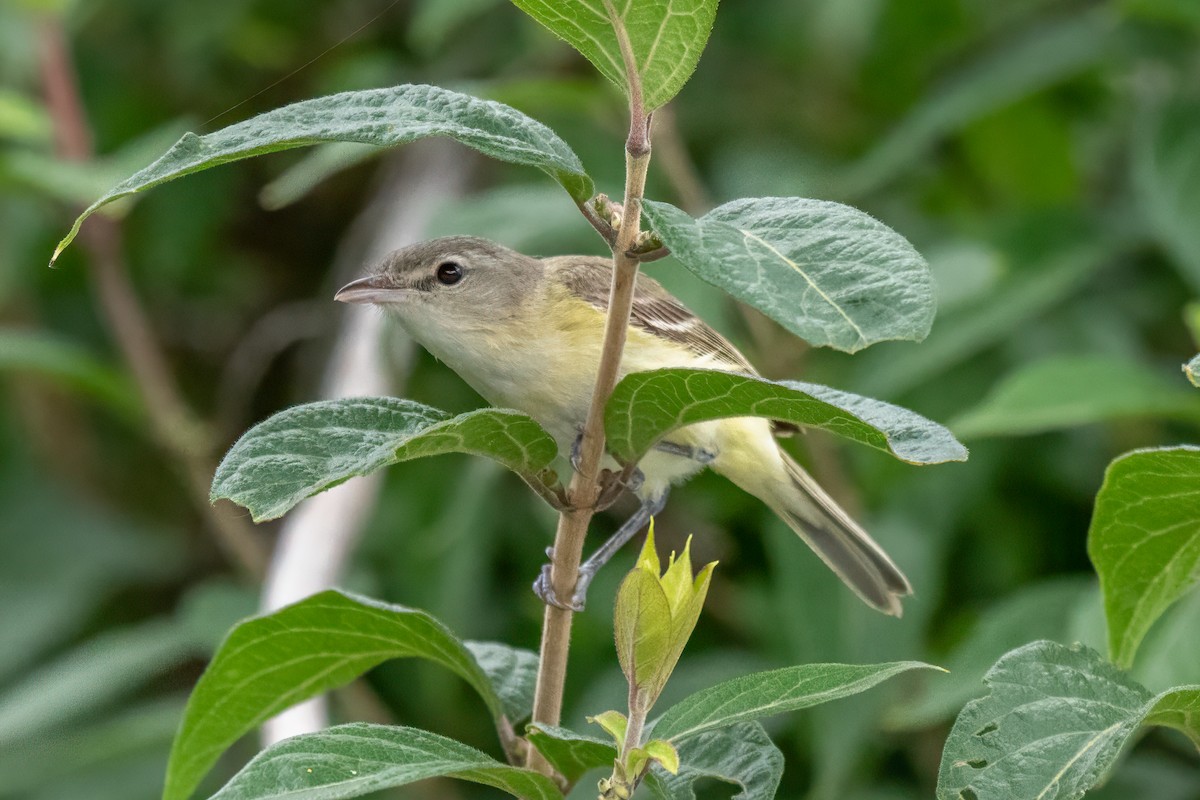 Bell's Vireo - ML637161771