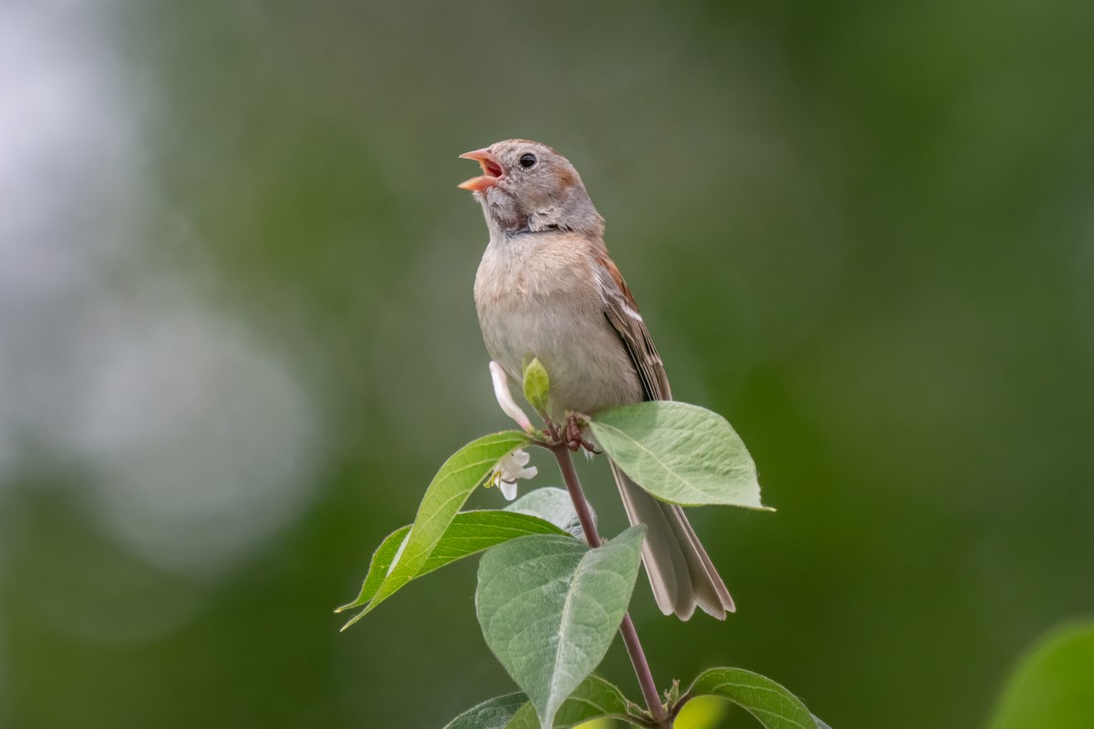 Field Sparrow - ML637161808