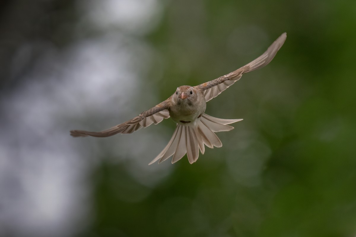 Field Sparrow - ML637161811