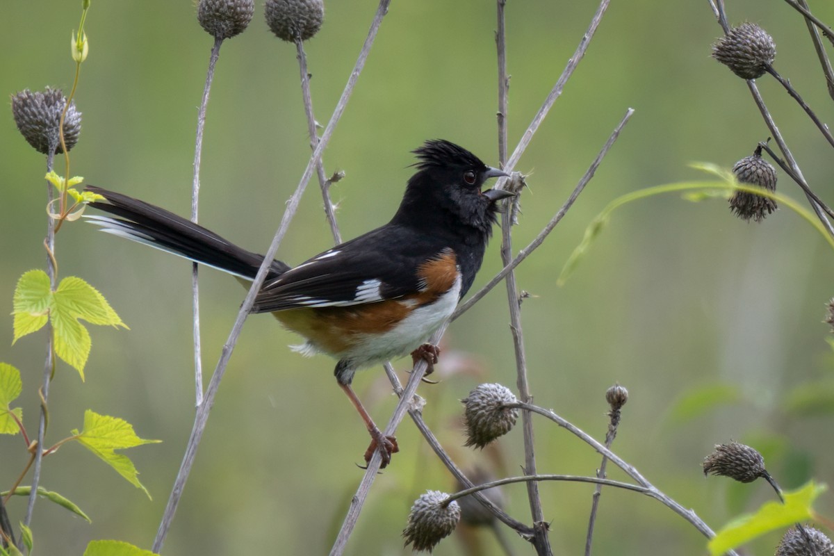 Eastern Towhee - ML637161817