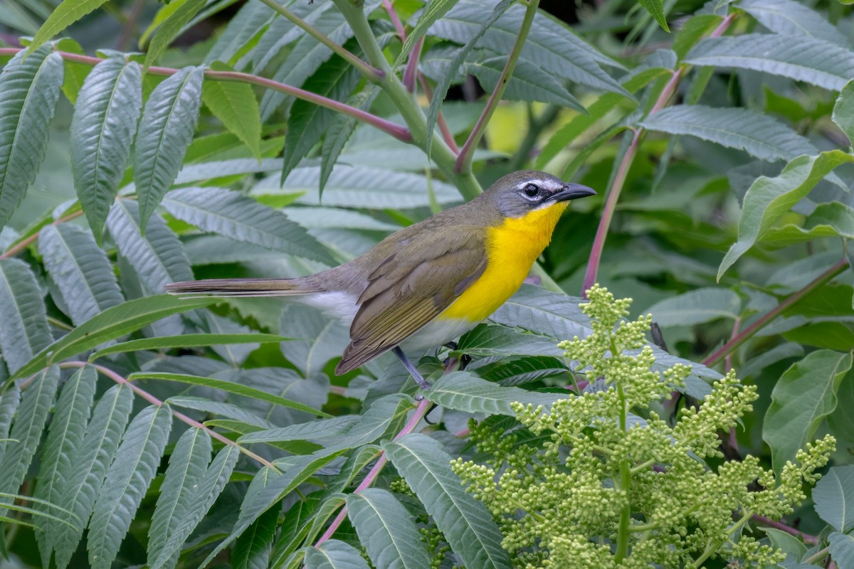 Yellow-breasted Chat - ML637161821