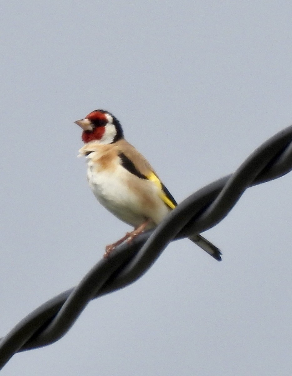 European Goldfinch - ML637161824