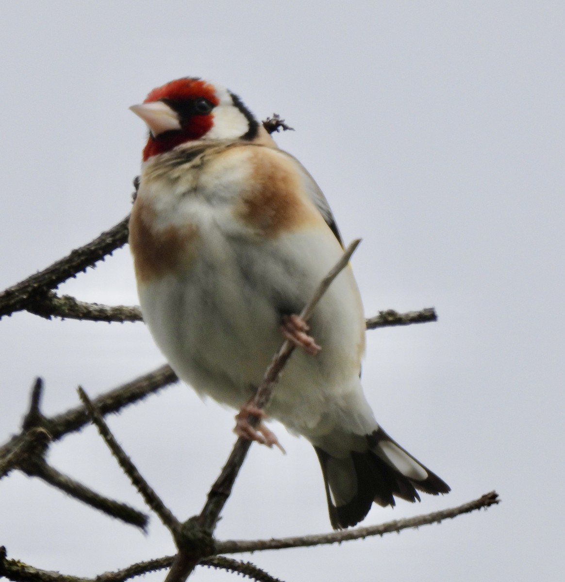 European Goldfinch - ML637161825