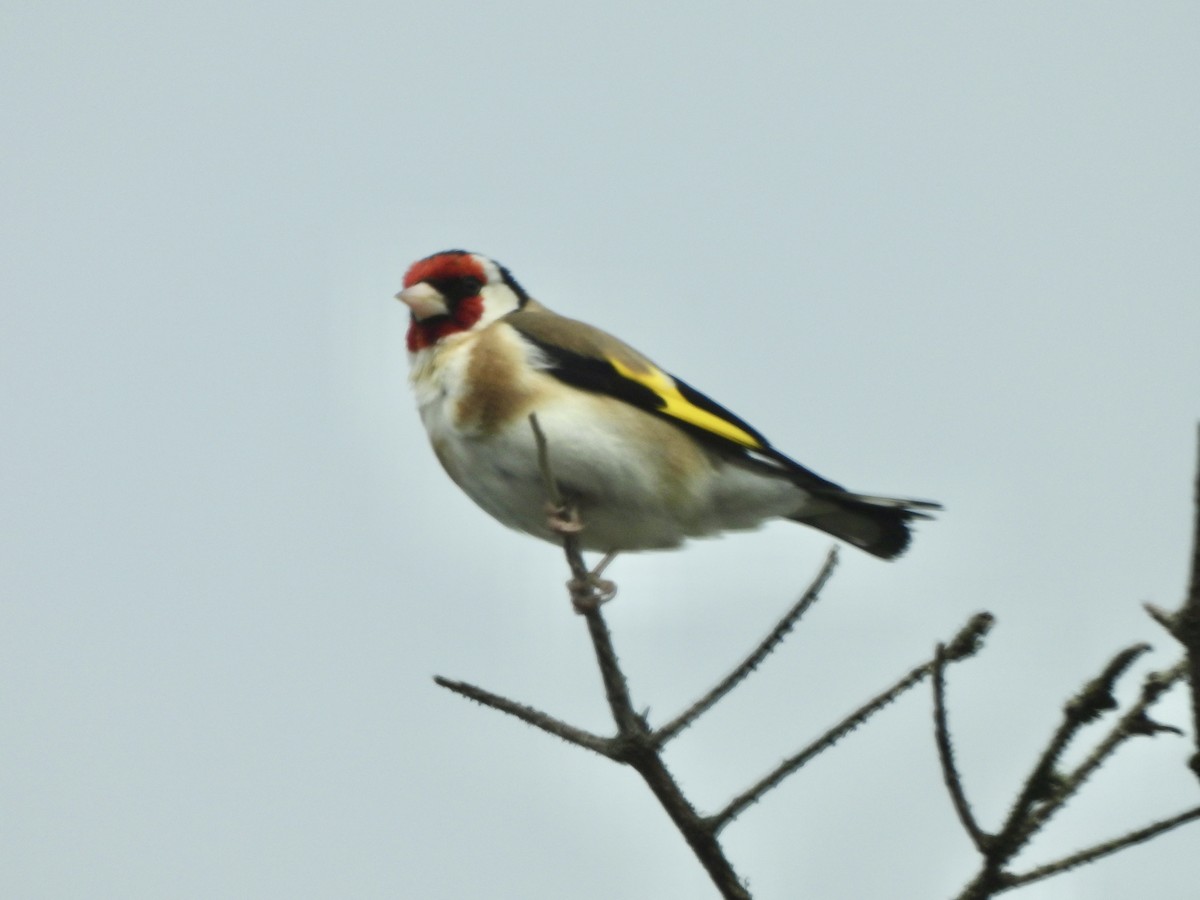 European Goldfinch - ML637161826
