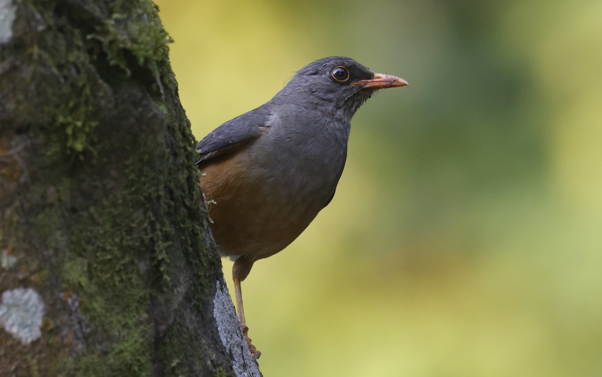 Abyssinian Thrush - ML637161827