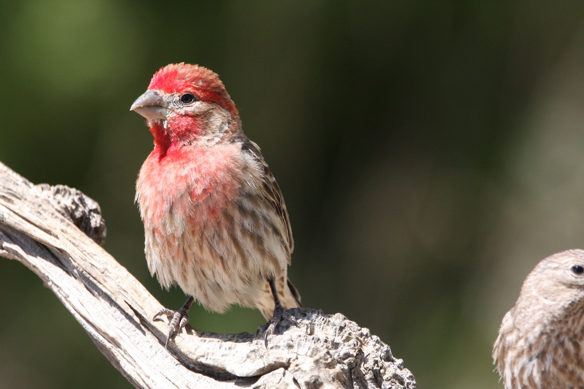 House Finch - ML637161840