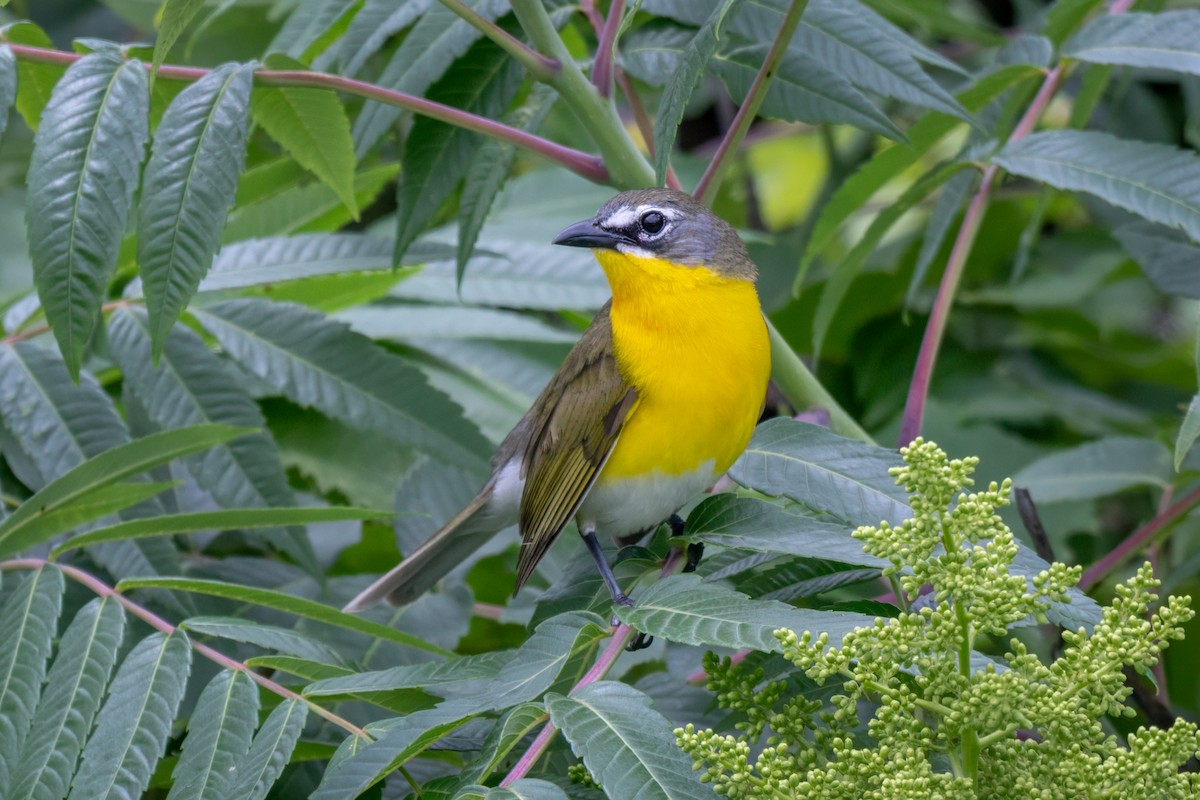 Yellow-breasted Chat - ML637161844