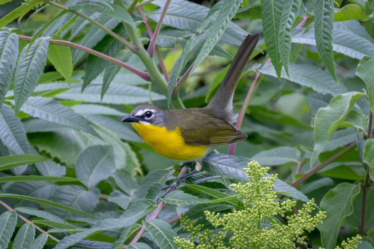 Yellow-breasted Chat - ML637161854