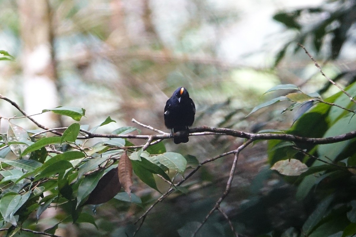 Fulvous-crested Tanager - ML637161870