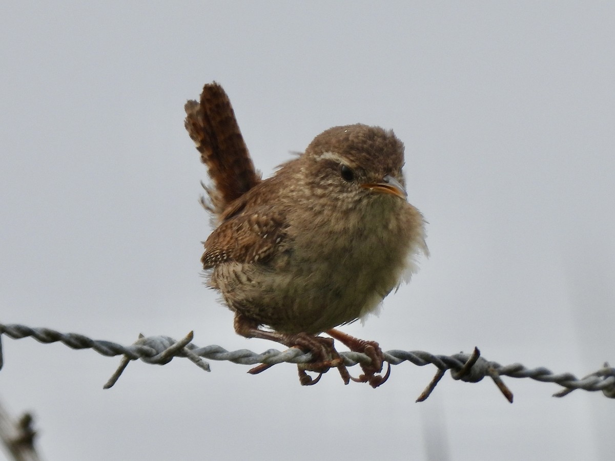 Eurasian Wren - ML637161871