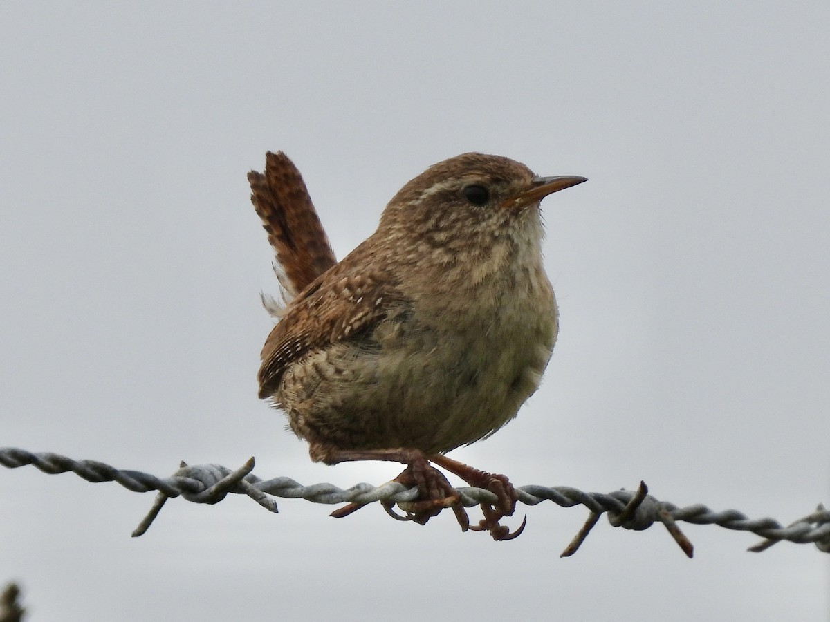 Eurasian Wren - ML637161872