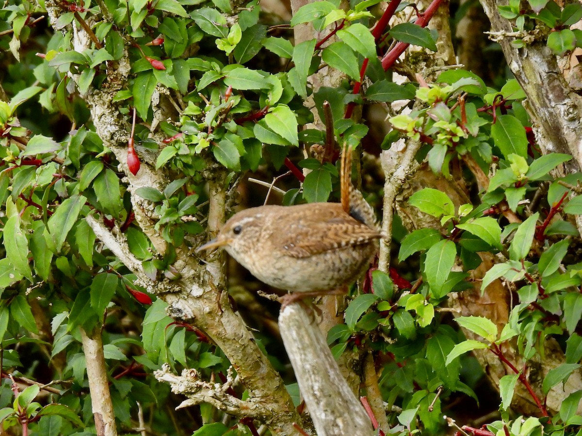 Eurasian Wren - ML637161873