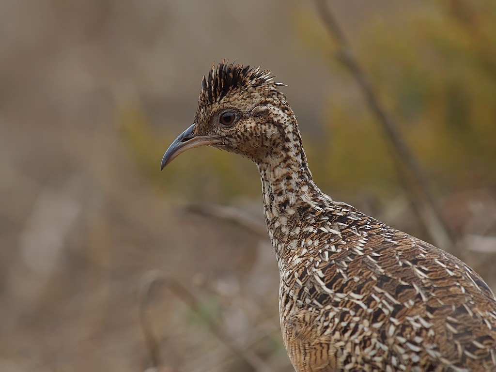 Andean Tinamou - ML637161881