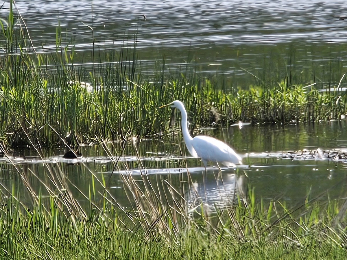 Great Egret - ML637161883