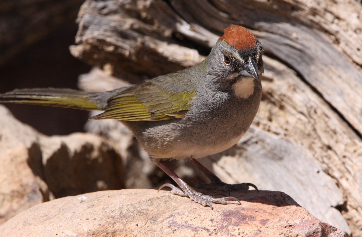 Green-tailed Towhee - ML637161898