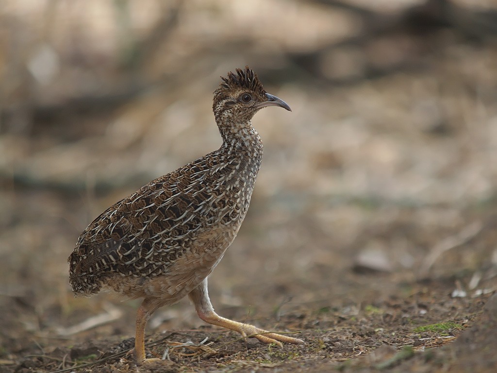 Andean Tinamou - ML637161904