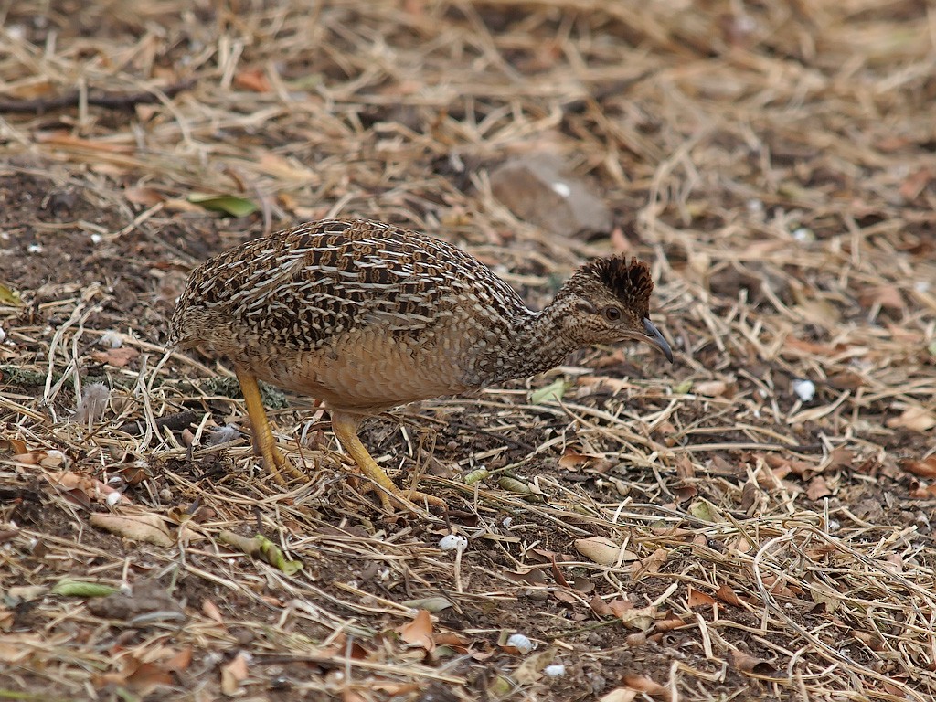 Andean Tinamou - ML637161906