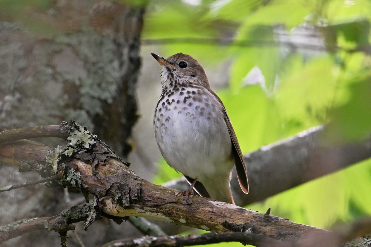 Hermit Thrush - ML637161941