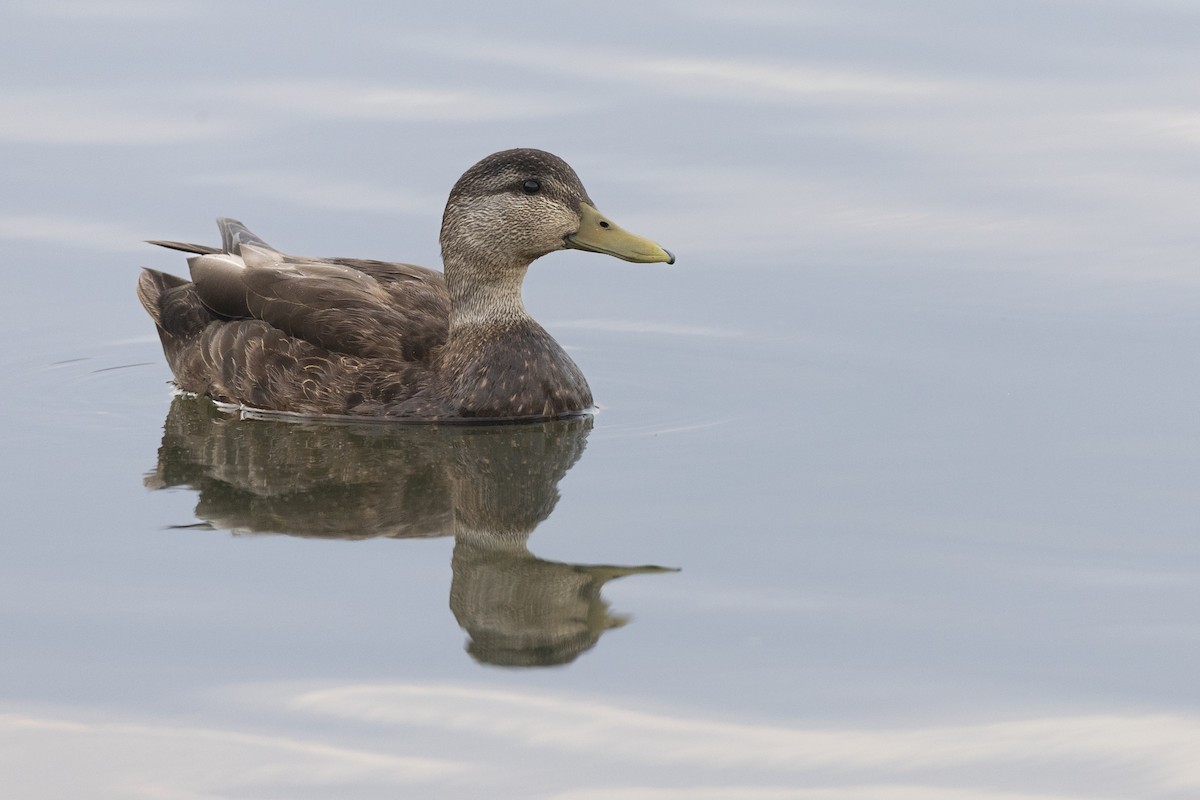 American Black Duck - ML637162076
