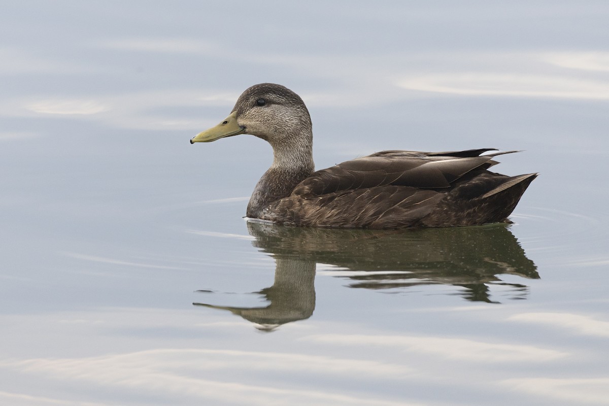 American Black Duck - ML637162077
