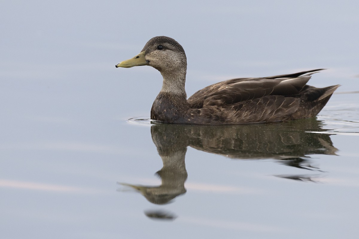 American Black Duck - ML637162078