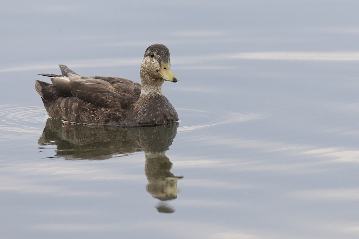 American Black Duck - ML637162079