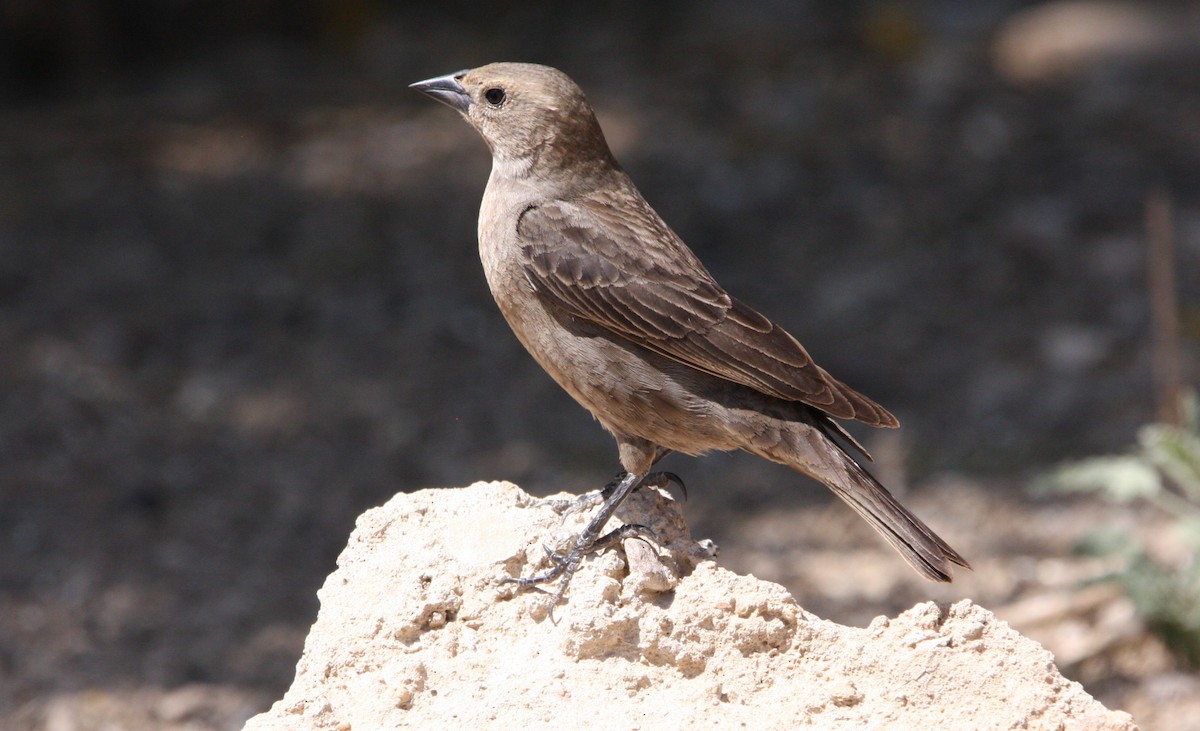 Brown-headed Cowbird - ML637162089