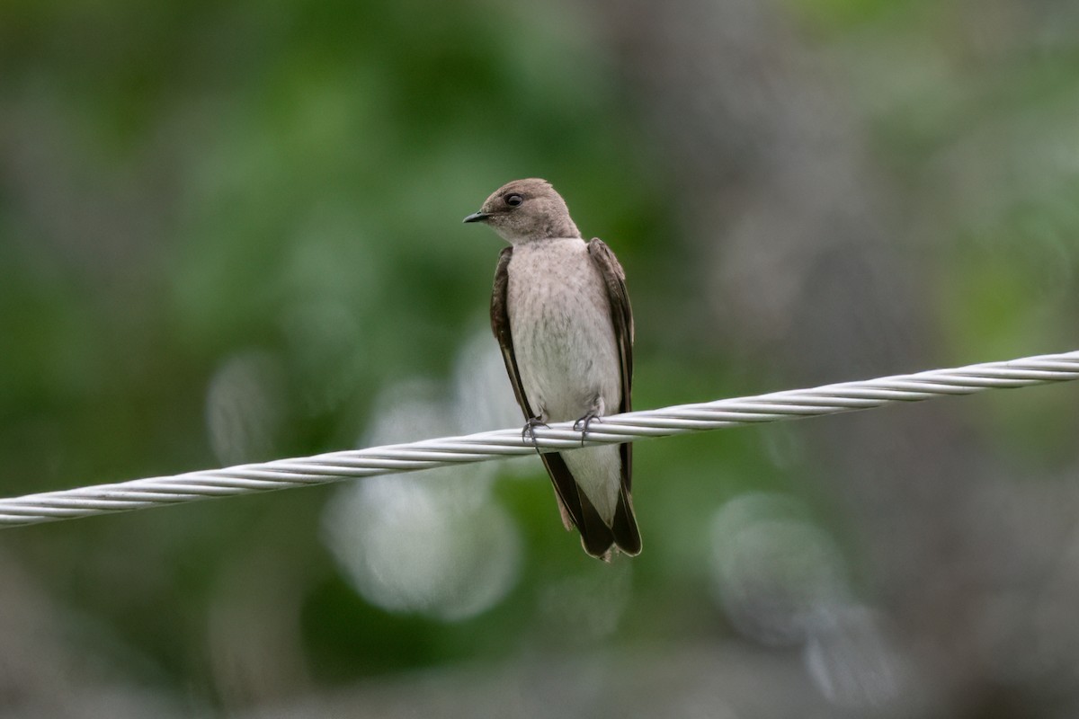 Northern Rough-winged Swallow - ML637162130