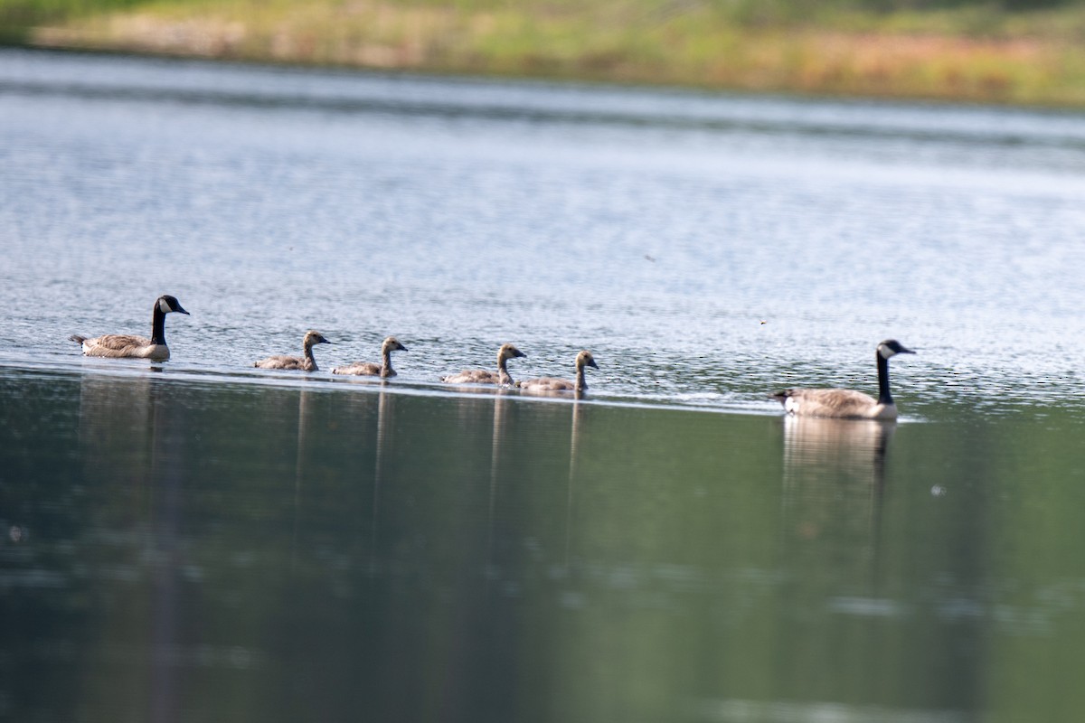 Canada Goose - ML637162173