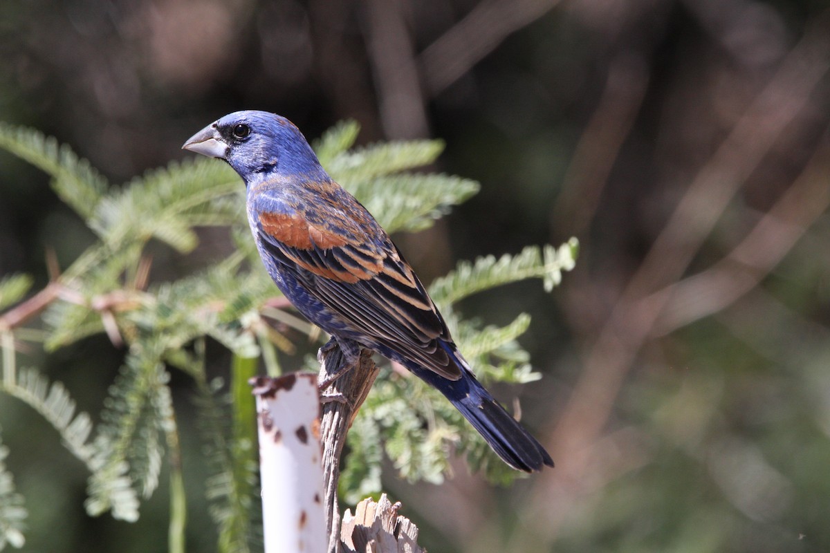 Blue Grosbeak - ML637162175