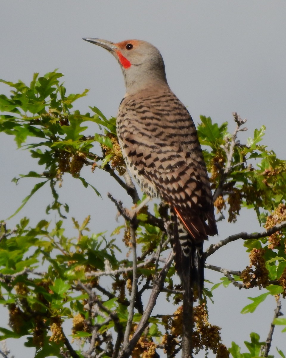 Northern Flicker (Red-shafted) - ML637162184