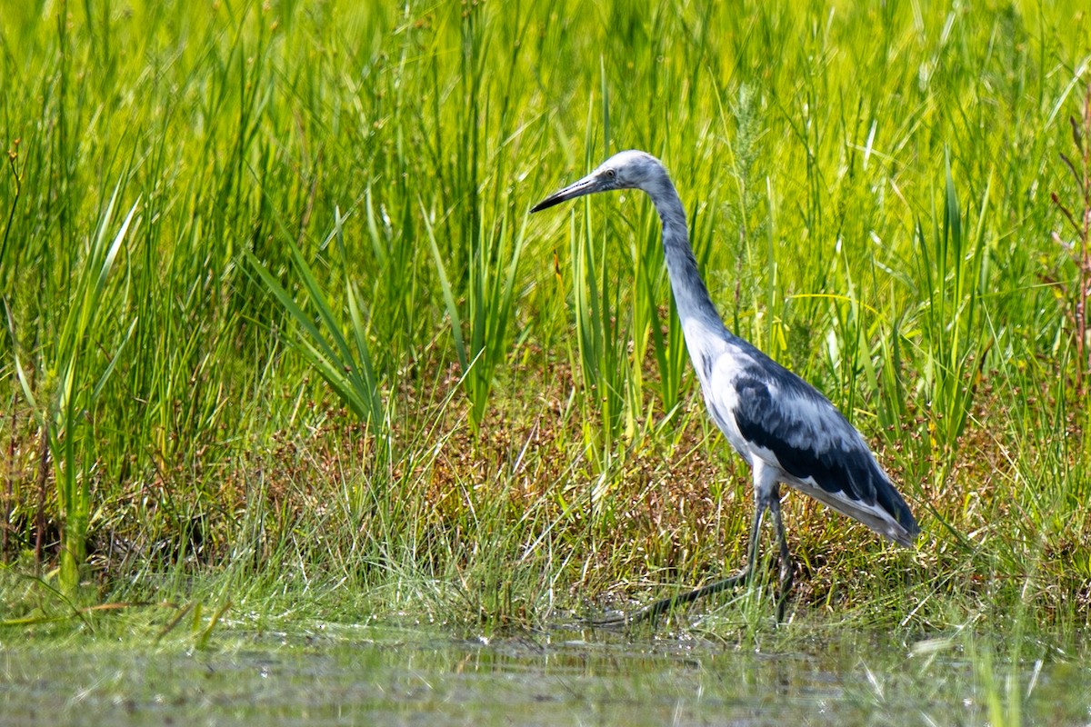 Little Blue Heron - ML637162190
