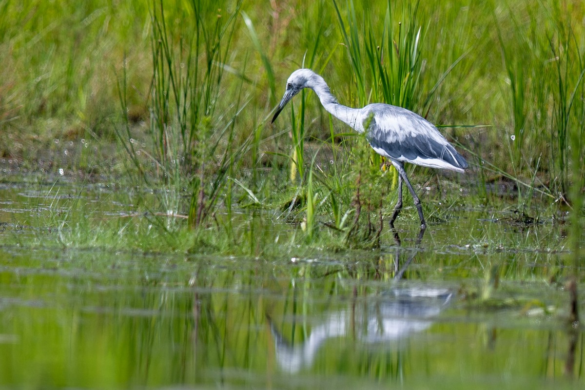 Little Blue Heron - ML637162191
