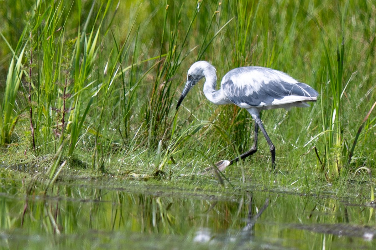 Little Blue Heron - ML637162193