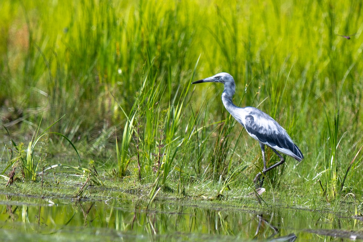 Little Blue Heron - ML637162194