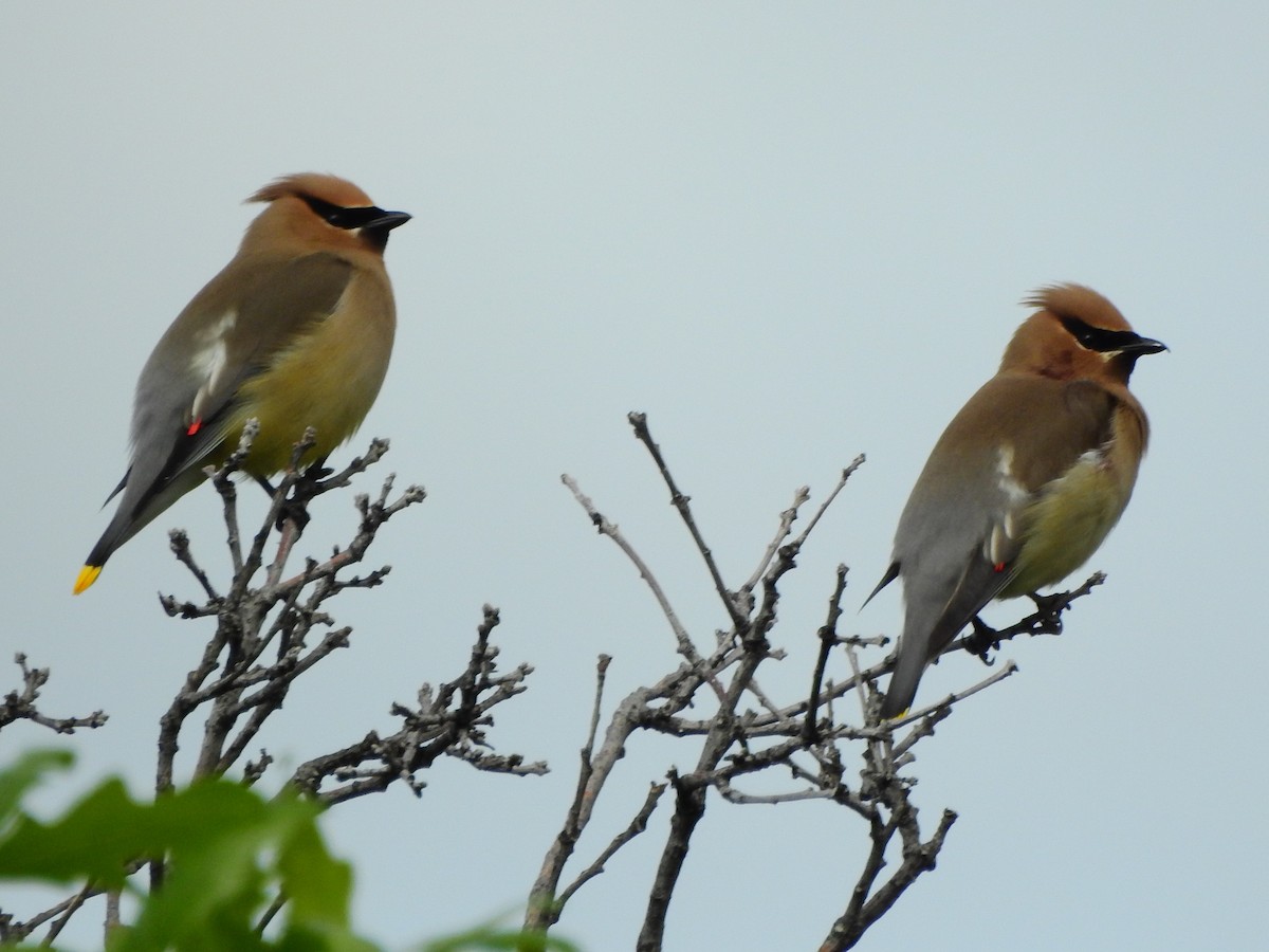 Cedar Waxwing - ML637162199