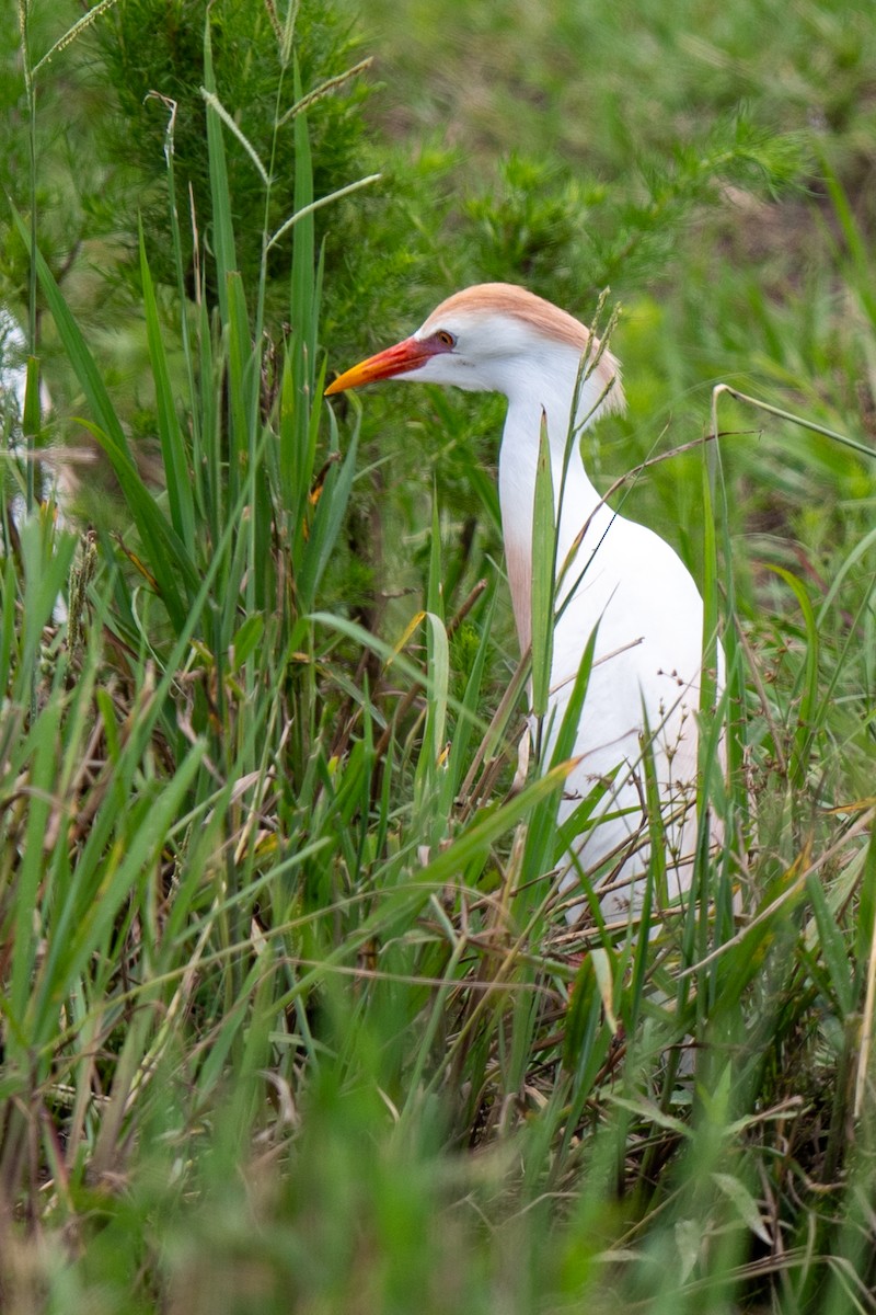 Western Cattle-Egret - ML637162202