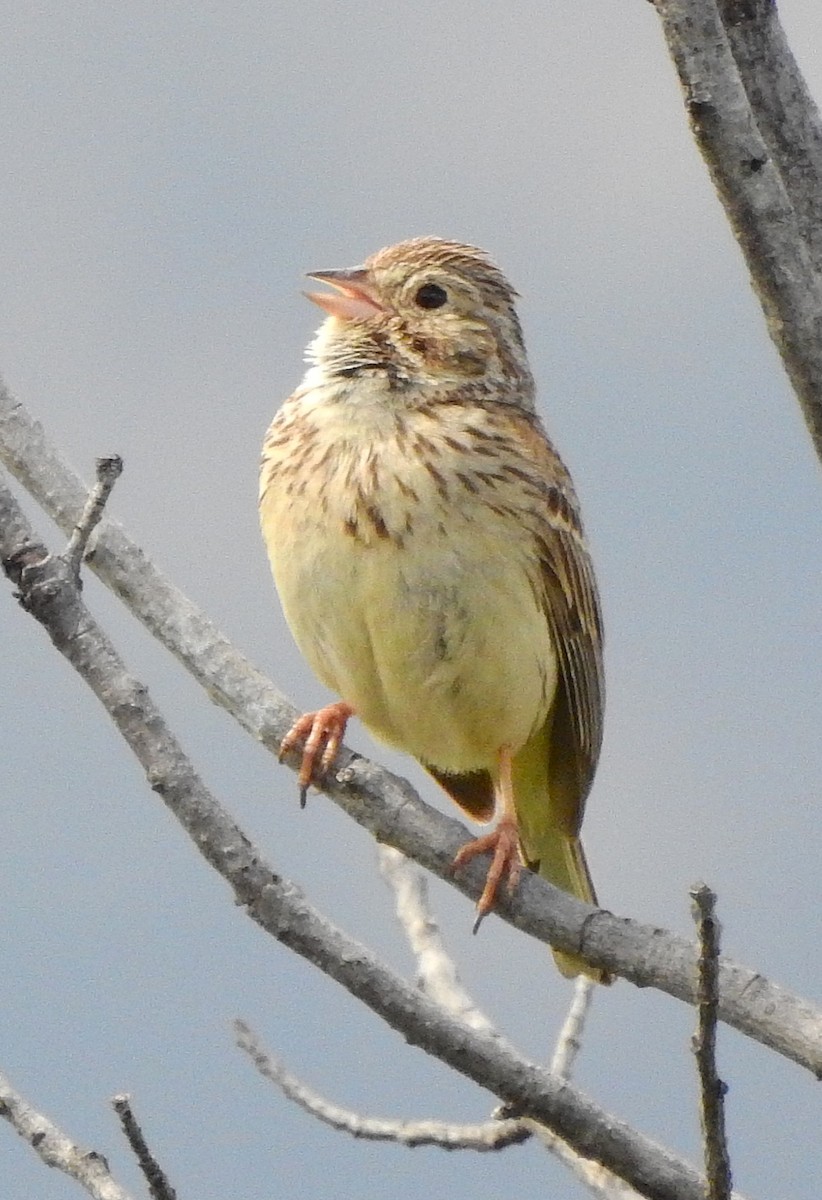 Vesper Sparrow - ML637162207
