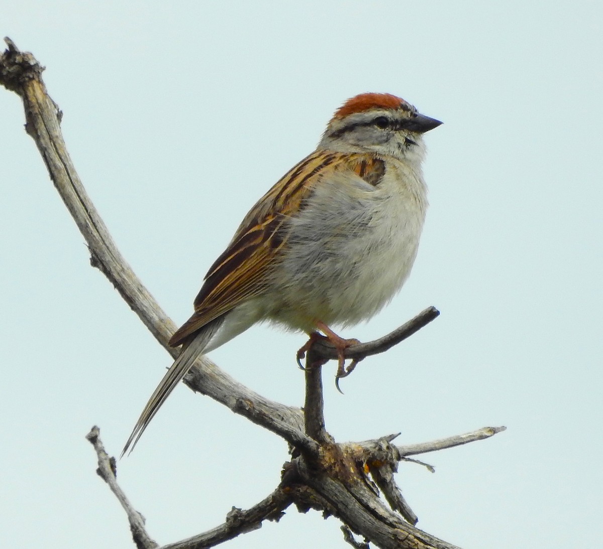 Chipping Sparrow - ML637162218