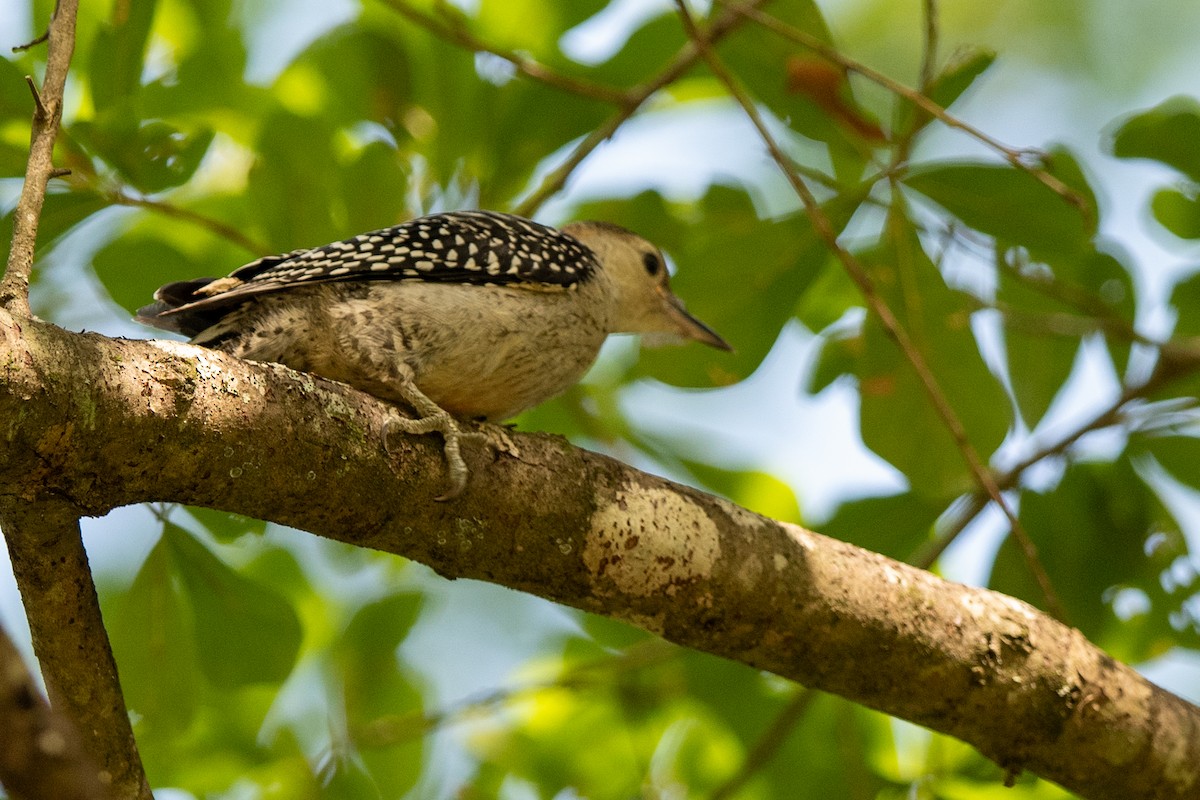 Red-bellied Woodpecker - ML637162225