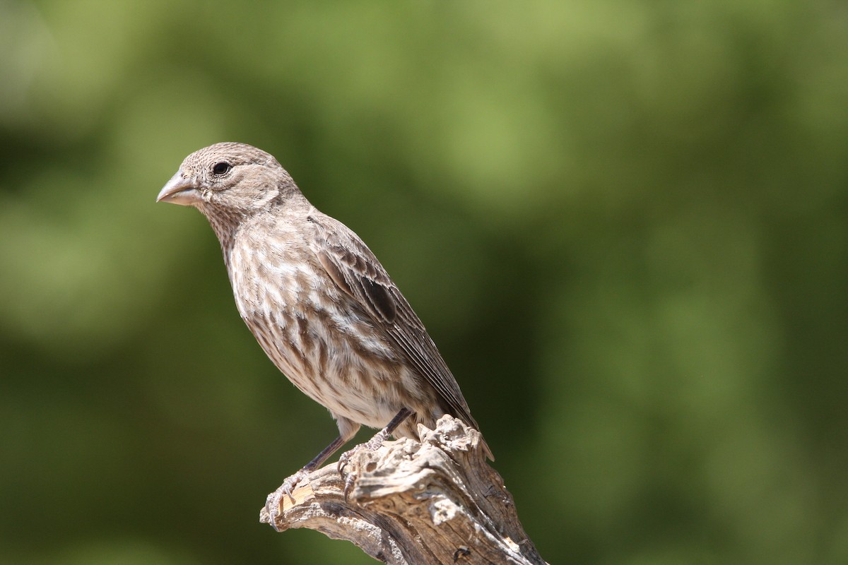 House Finch - ML637162230