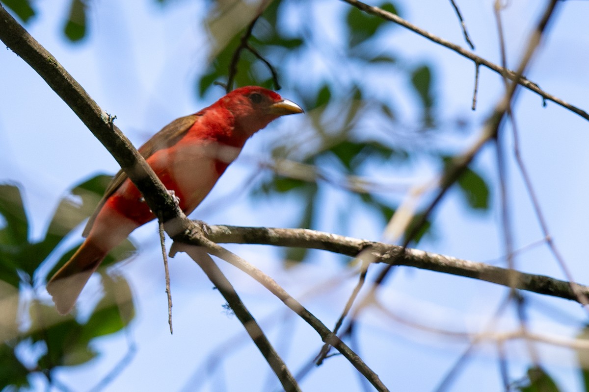 Summer Tanager - ML637162239