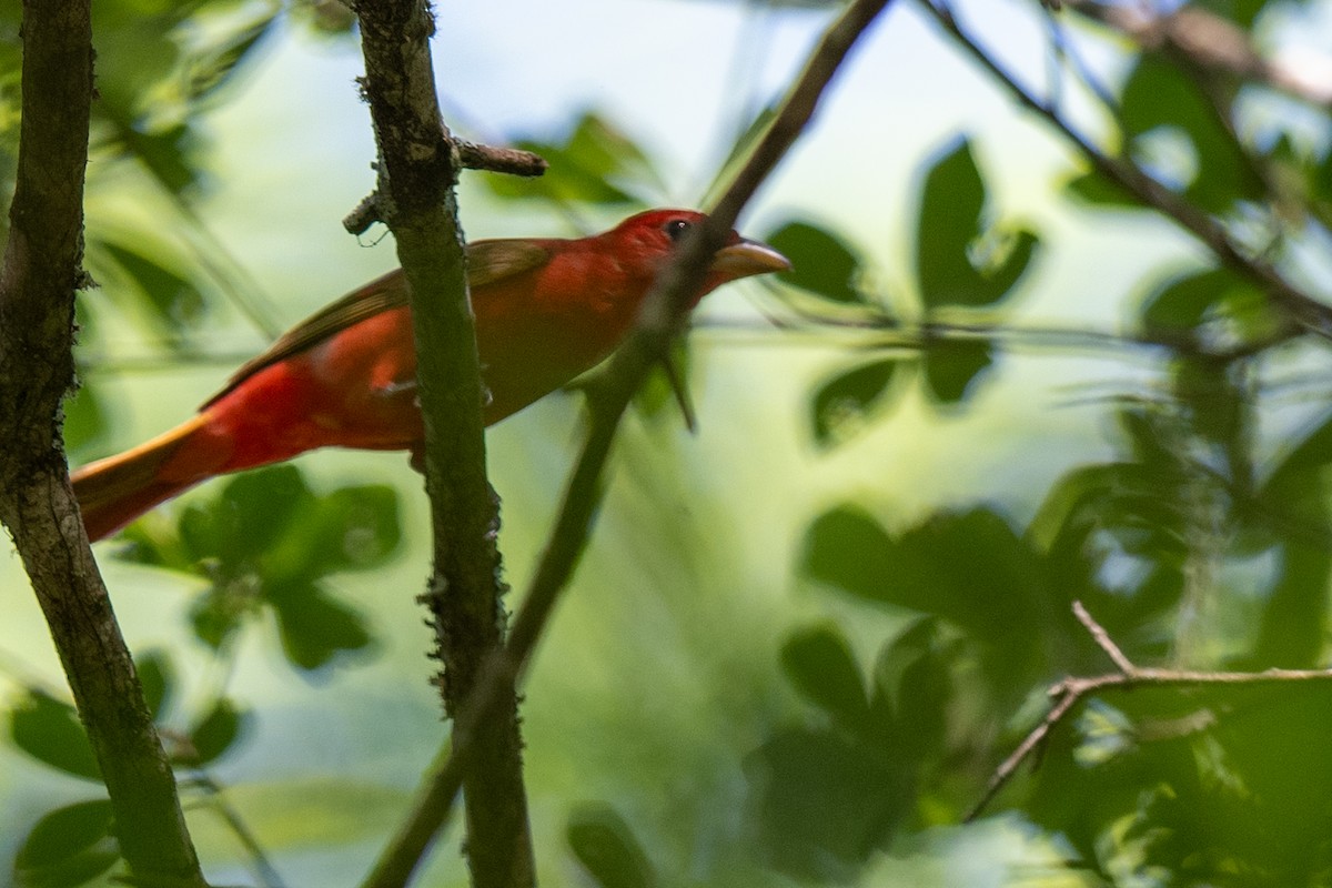 Summer Tanager - ML637162240