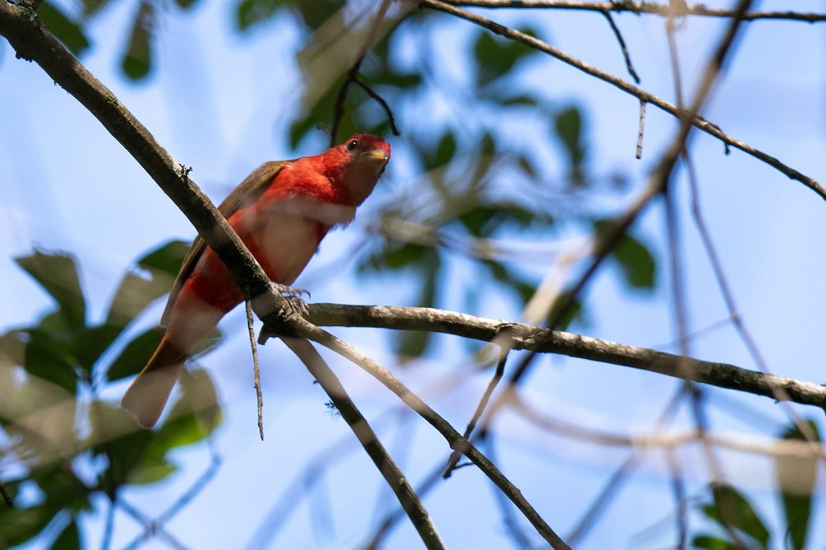 Summer Tanager - ML637162241