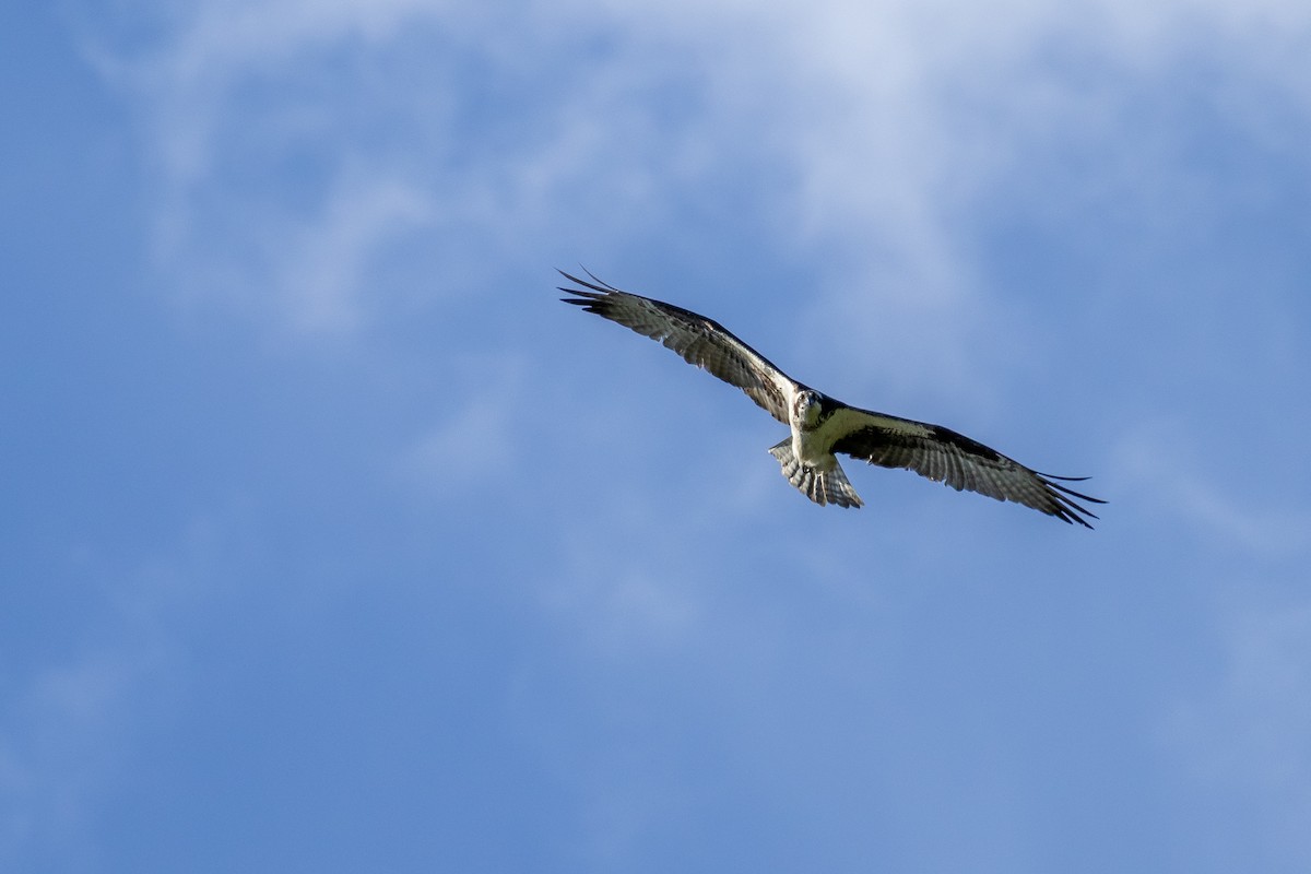 Osprey - ML637162249